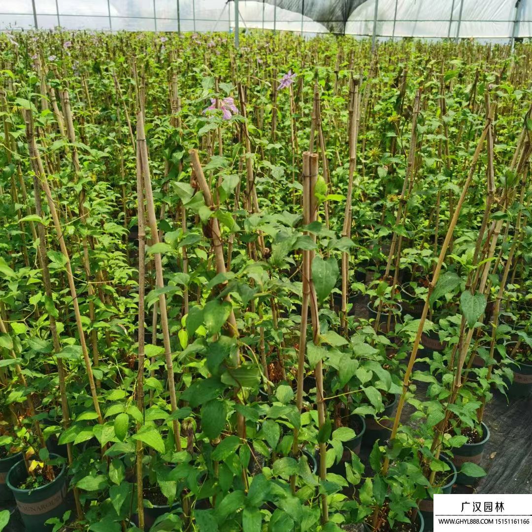 鐵線(xiàn)蓮 鐵線(xiàn)蓮