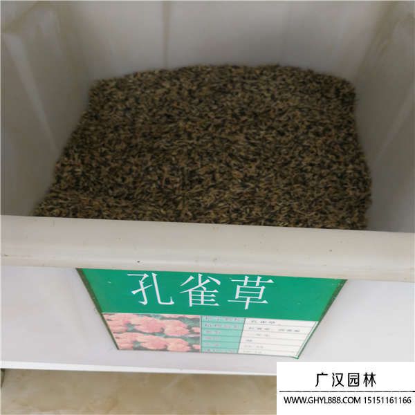 孔雀草種子 孔雀草種子