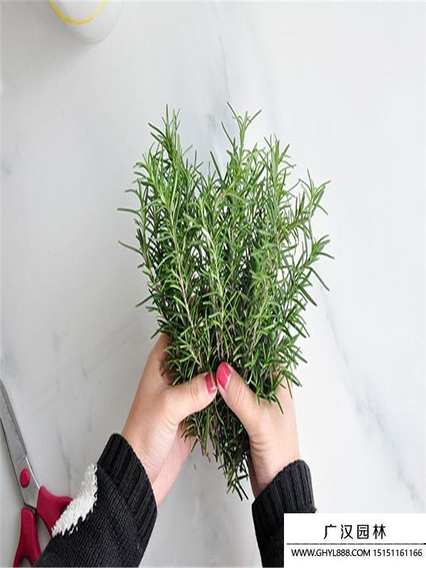 迷迭香4_副本.jpg 迷迭香4_副本.jpg