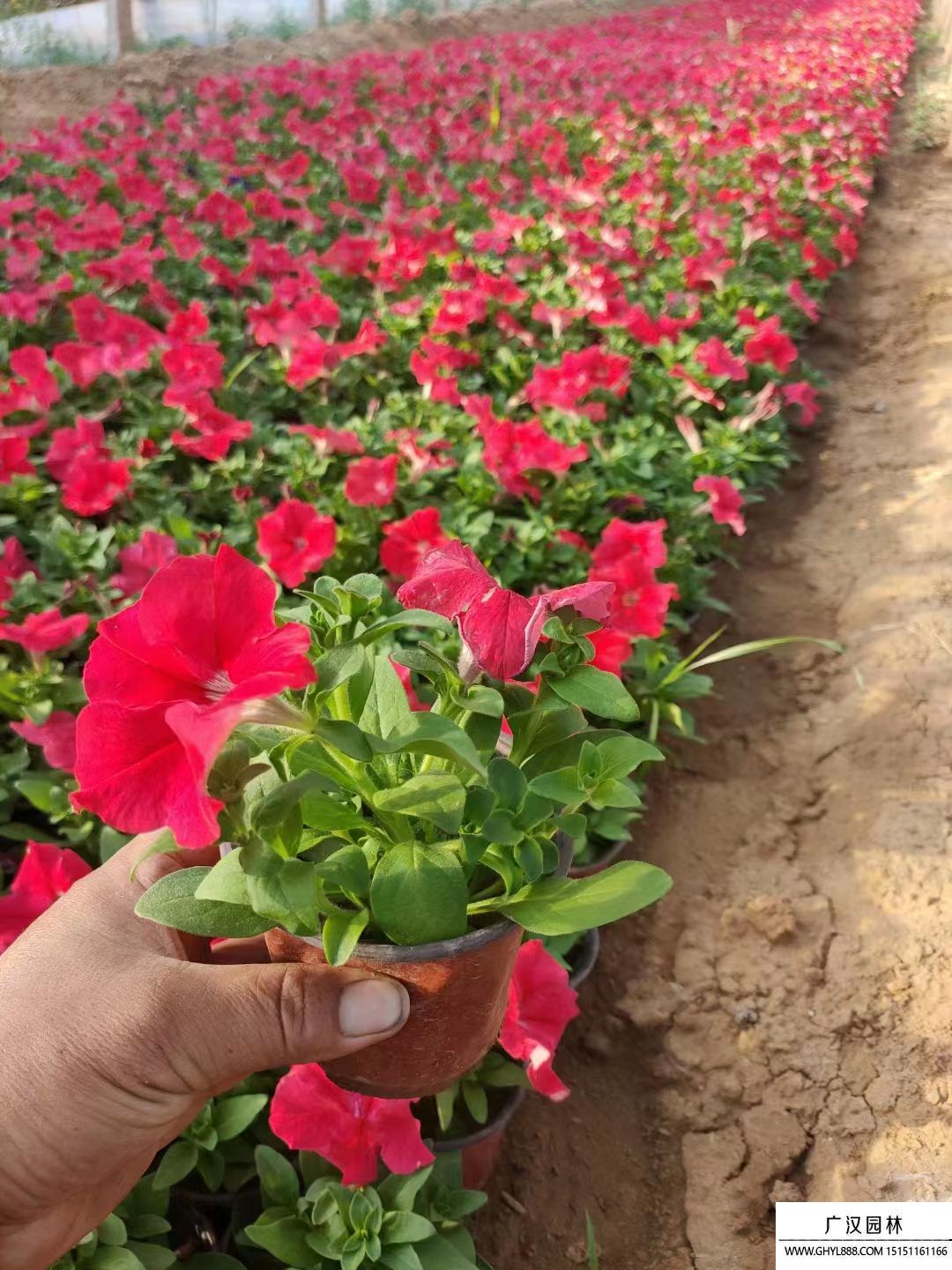 矮牽牛 (7).jpg 矮牽牛 (7).jpg