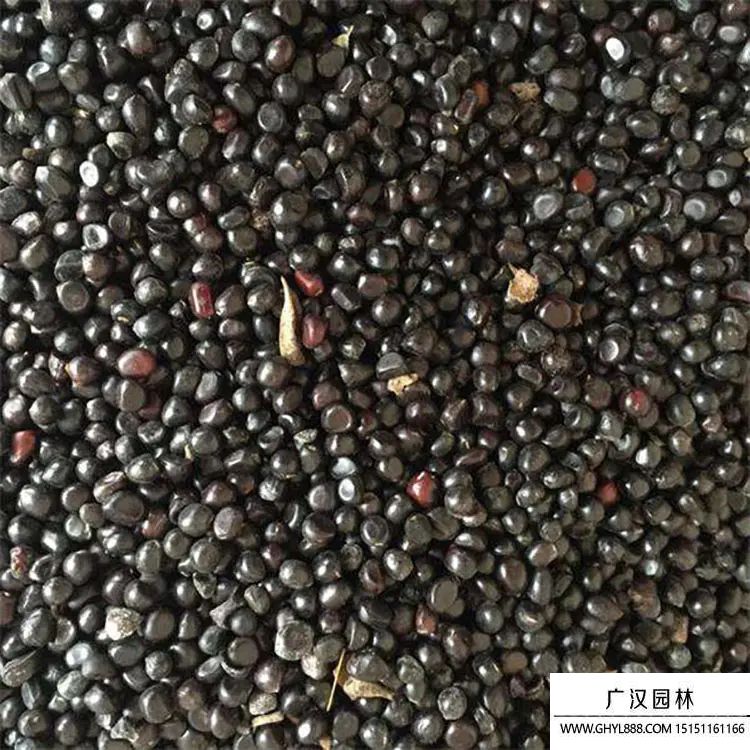 牡丹種子 牡丹種子