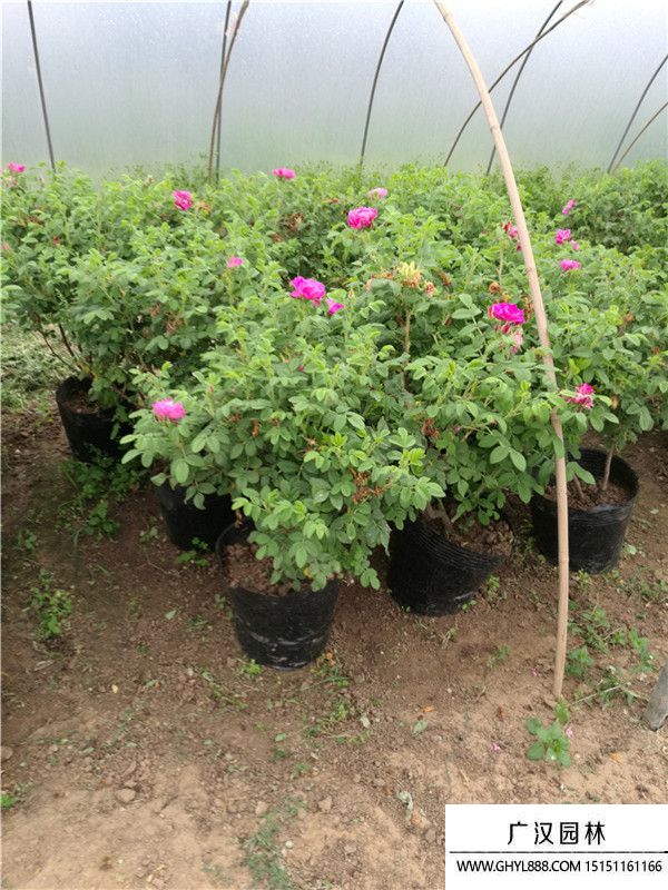 月季。。 (3).jpg