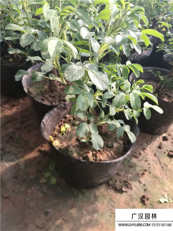 月季。。 (5).jpg