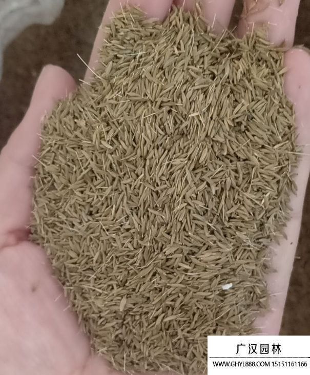 干屈菜種子 干屈菜種子