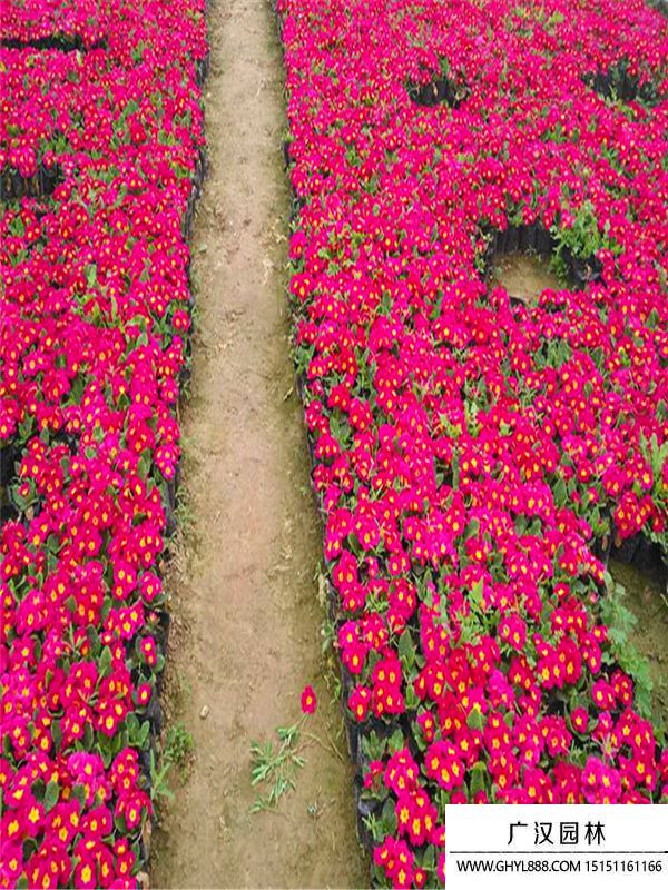 報(bào)春1.jpg 報(bào)春1.jpg