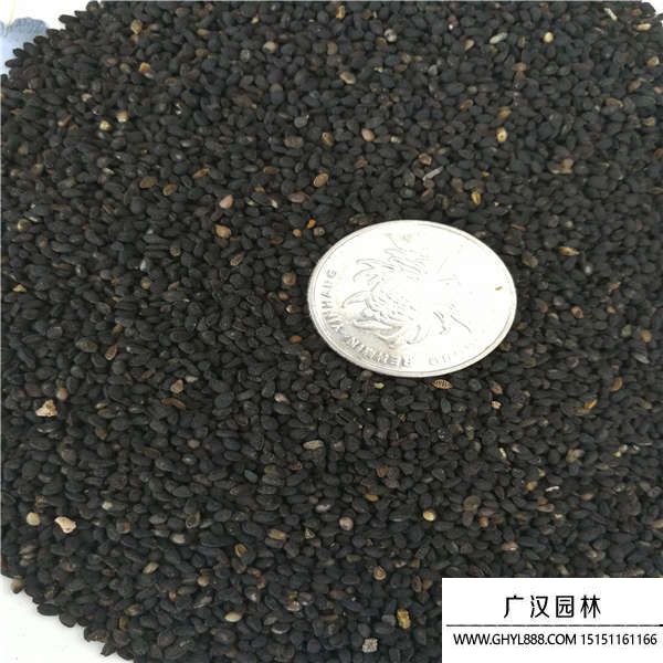 黑種草種子 黑種草種子