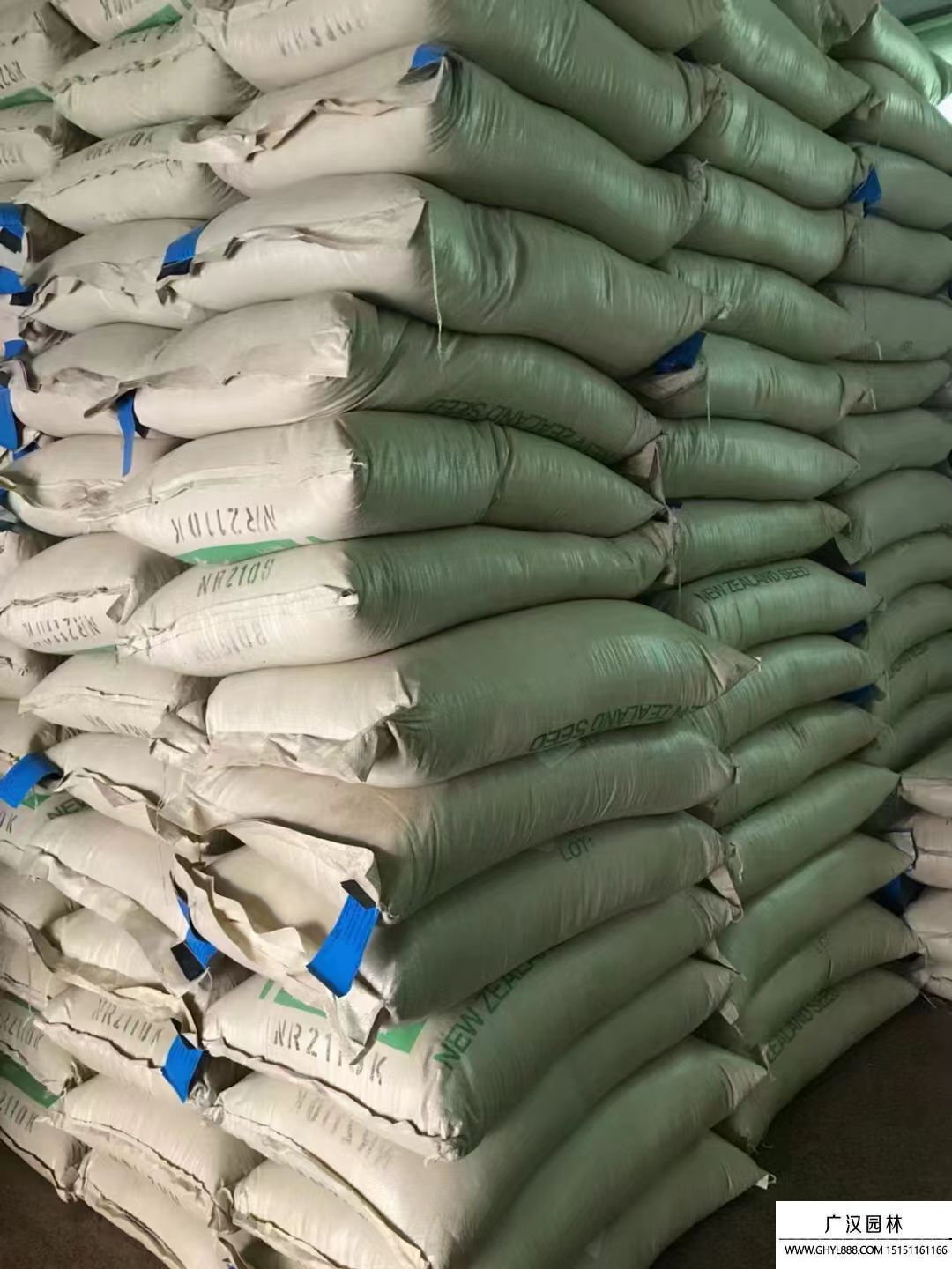 百慕大種子 百慕大種子