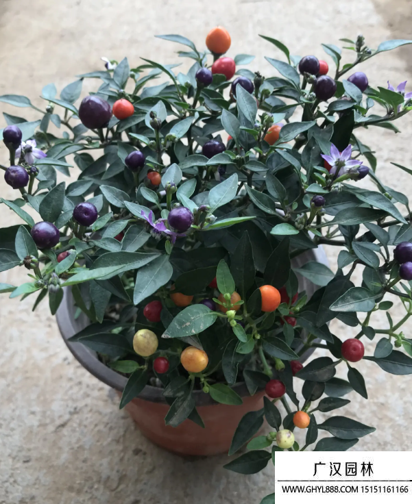 觀賞彩椒 觀賞彩椒