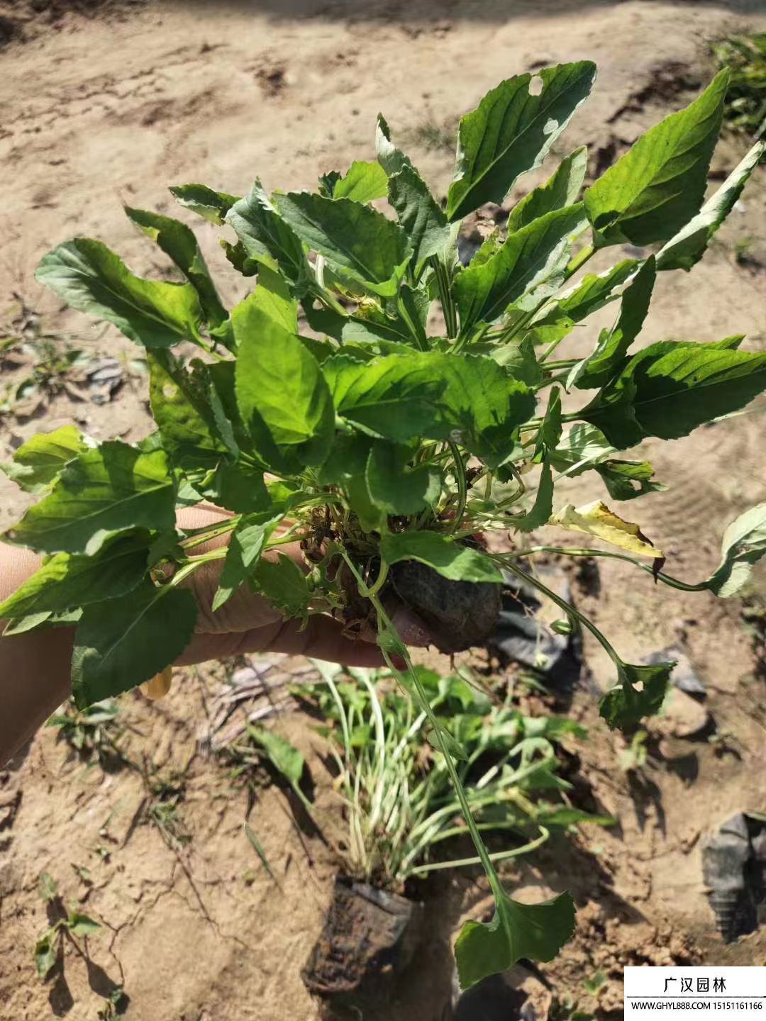 紫花地丁 紫花地丁