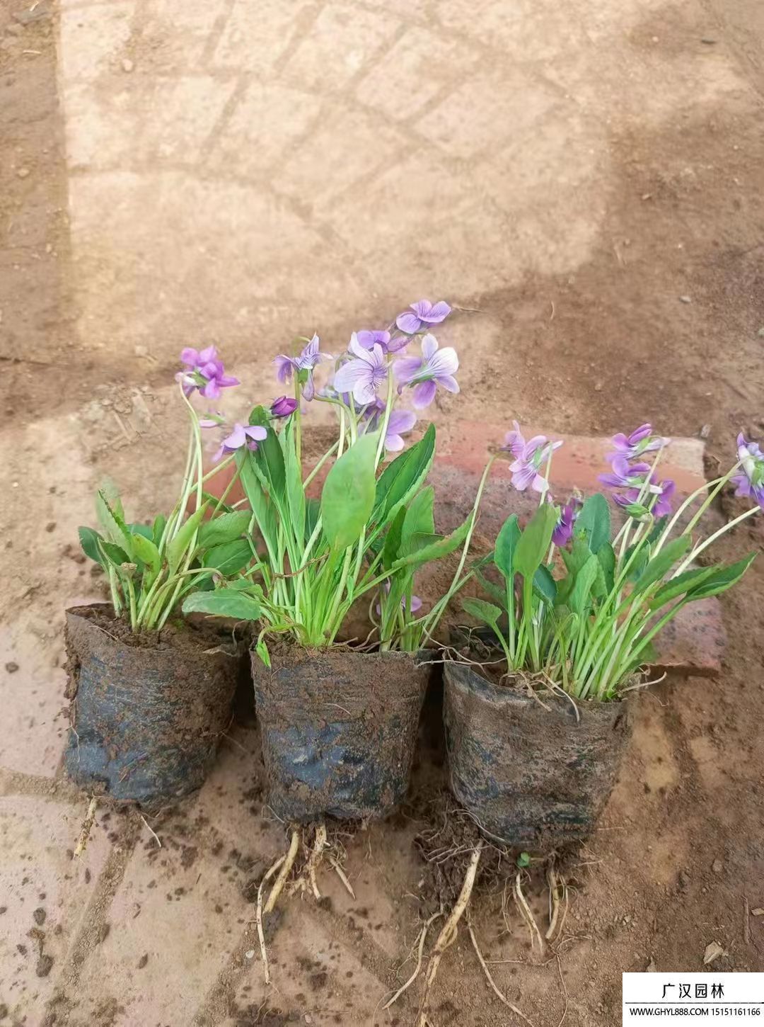 紫花地丁 紫花地丁