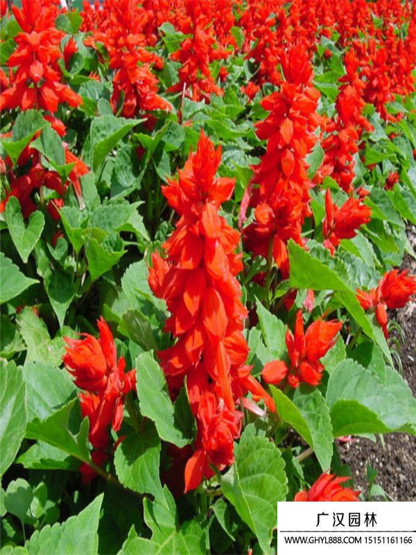 一串紅0..jpg 一串紅0..jpg