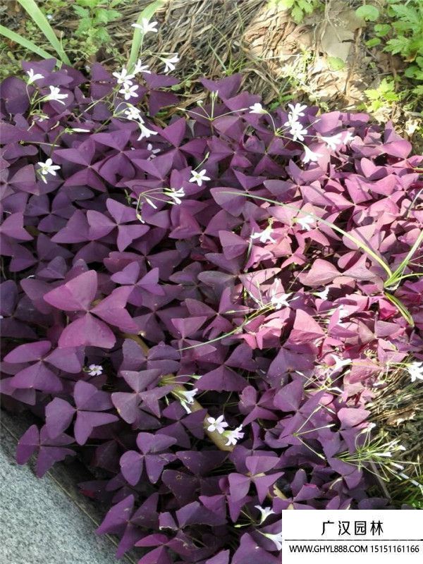 紫葉酢漿草 (5).jpg