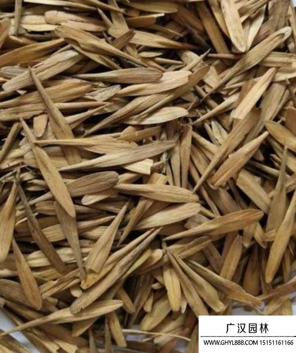 對(duì)節(jié)白蠟種子 對(duì)節(jié)白蠟種子