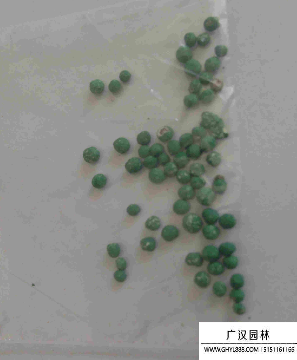 銅錢草種子 銅錢草種子