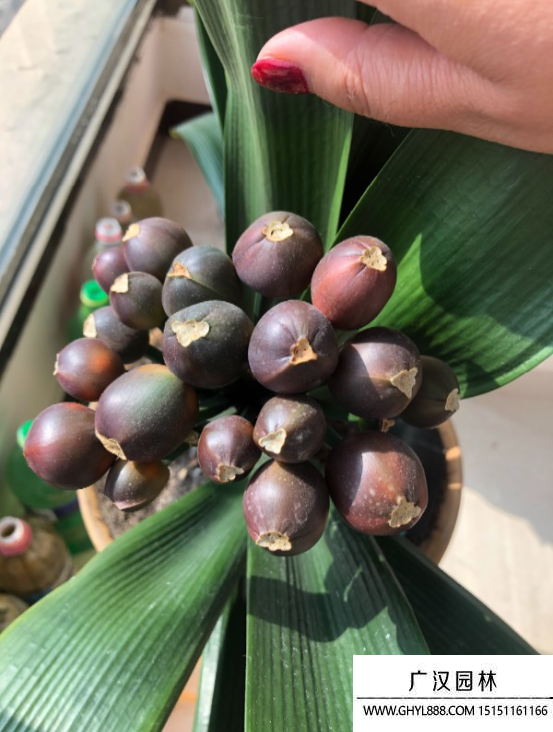 君子蘭種子 君子蘭種子