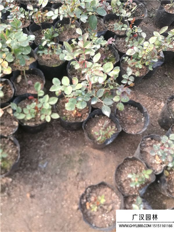 月季。。 (14).jpg