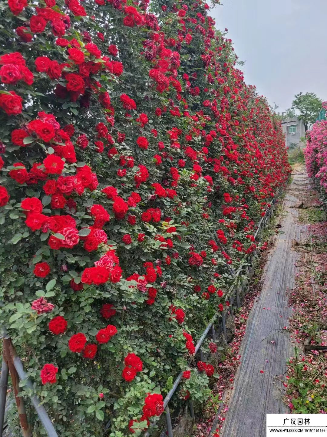 藤本月季 藤本月季