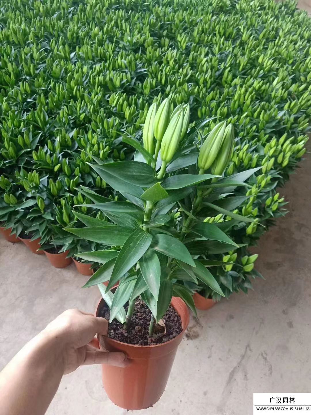 香水百合 (1).jpg 香水百合 (1).jpg