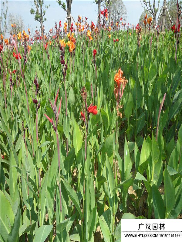 美人蕉.jpg 美人蕉.jpg