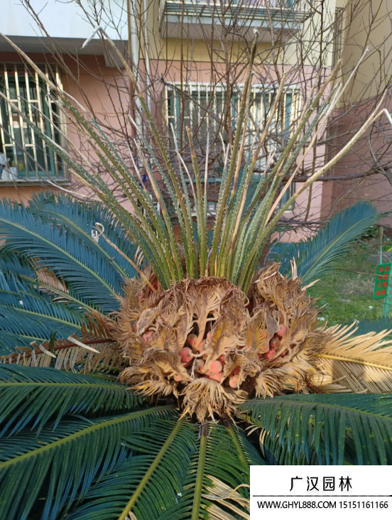 鐵樹種子 鐵樹種子
