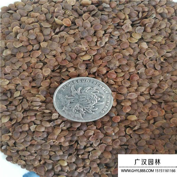 含羞草種子 含羞草種子