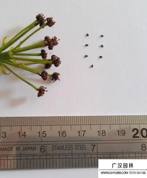 捕蠅草種子 捕蠅草種子