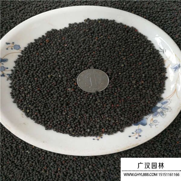 滿天星種子 滿天星種子