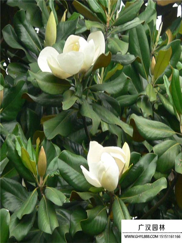 廣玉蘭.1.jpg 廣玉蘭.1.jpg