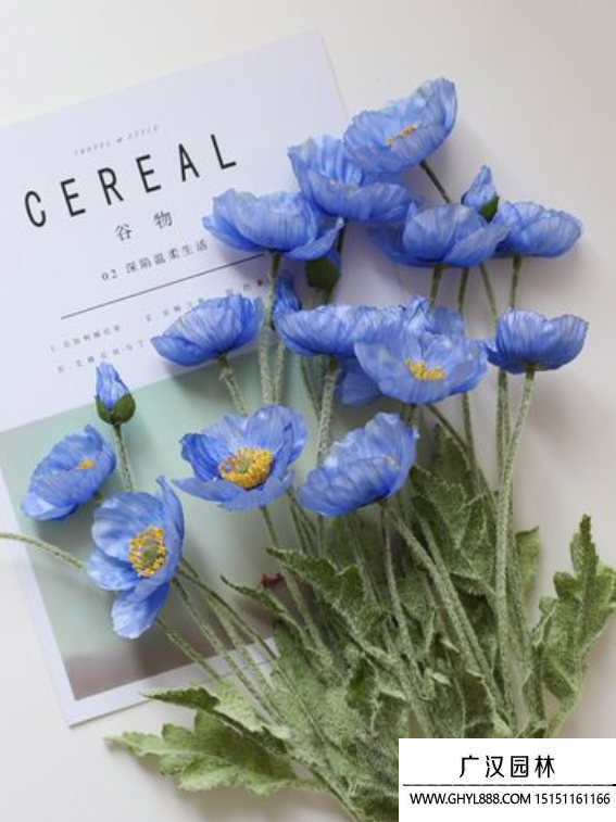 藍色虞美人 藍色虞美人