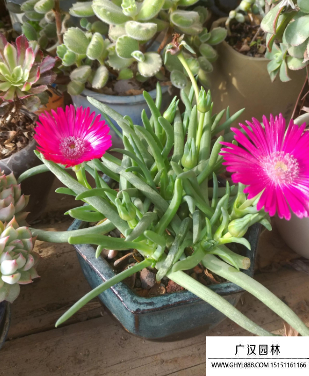 奔龍多肉 奔龍多肉