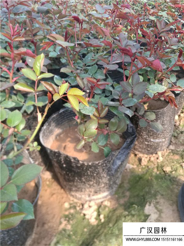 月季。。 (7).jpg