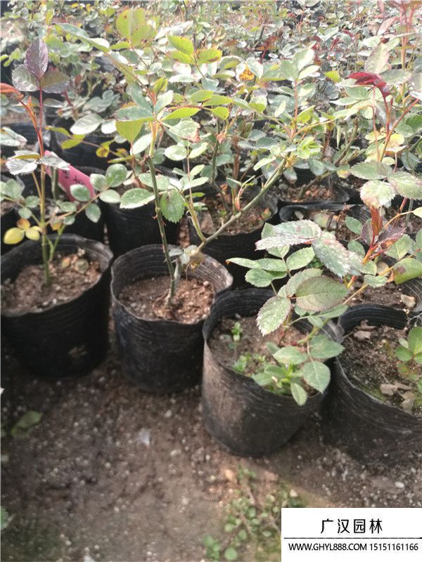 月季。。 (13).jpg