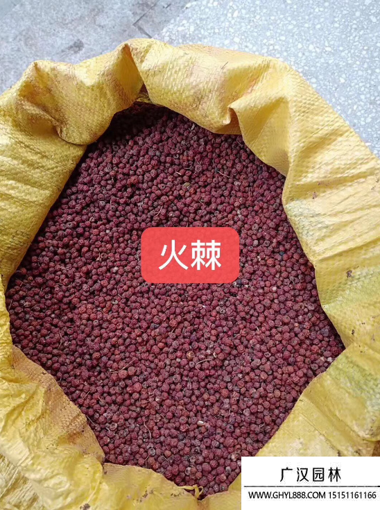 火棘種子 火棘種子