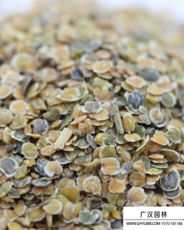 紫羅蘭種子 紫羅蘭種子