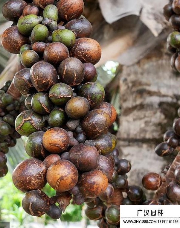 棕櫚種子 棕櫚種子