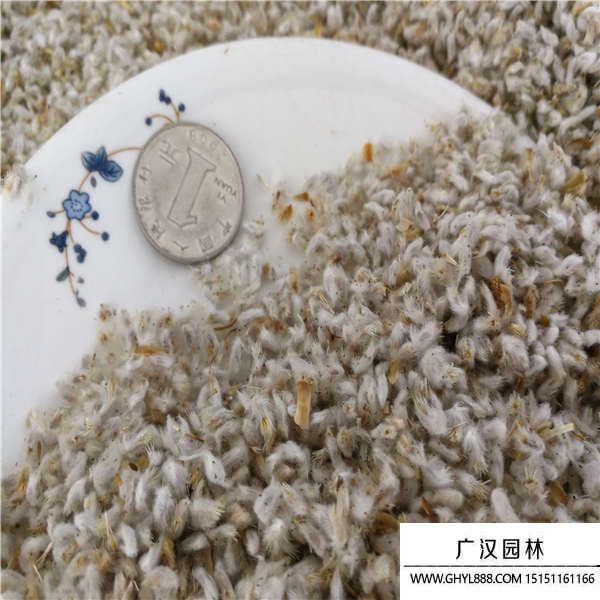 永生菊種子 永生菊種子