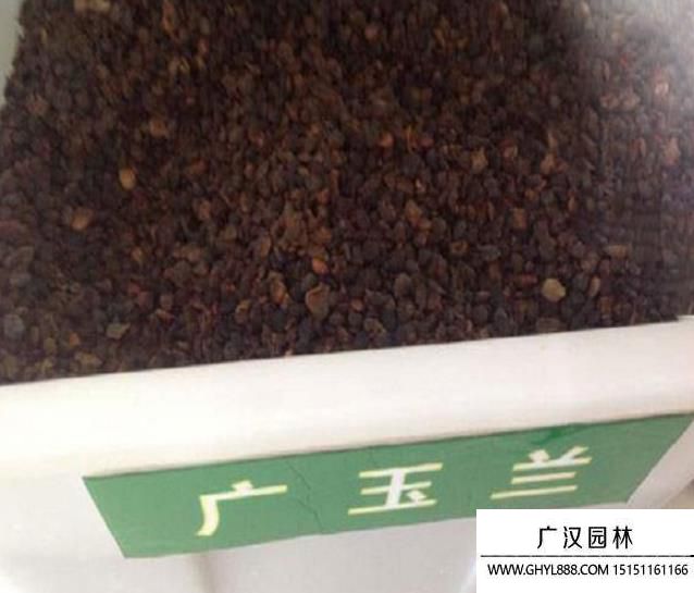 玉蘭種子 玉蘭種子