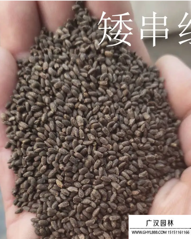 —串紅種子 —串紅種子