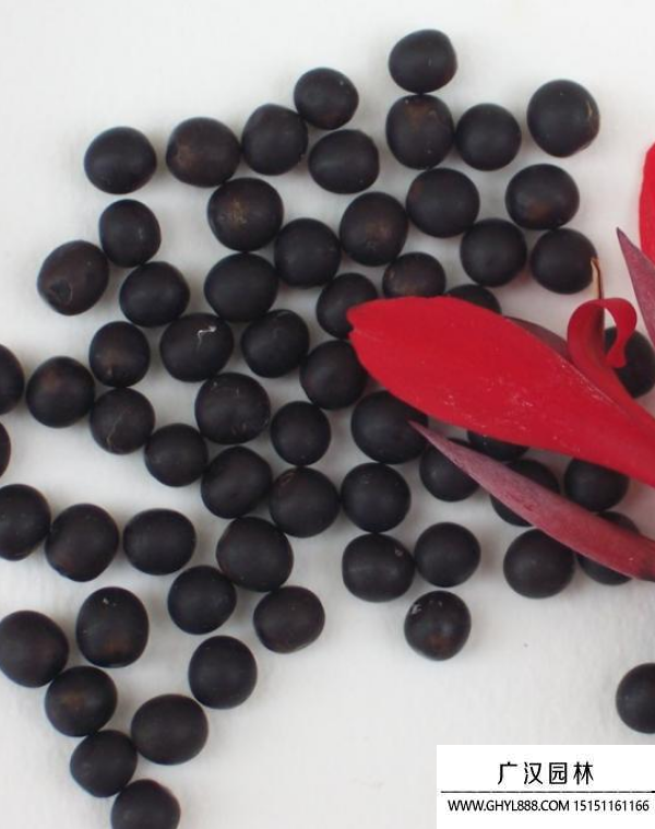 美人蕉種子 美人蕉種子