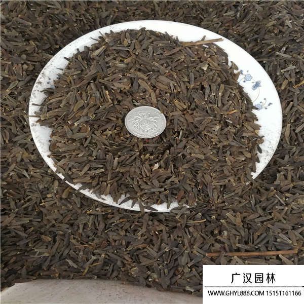 大麗菊種子 大麗菊種子