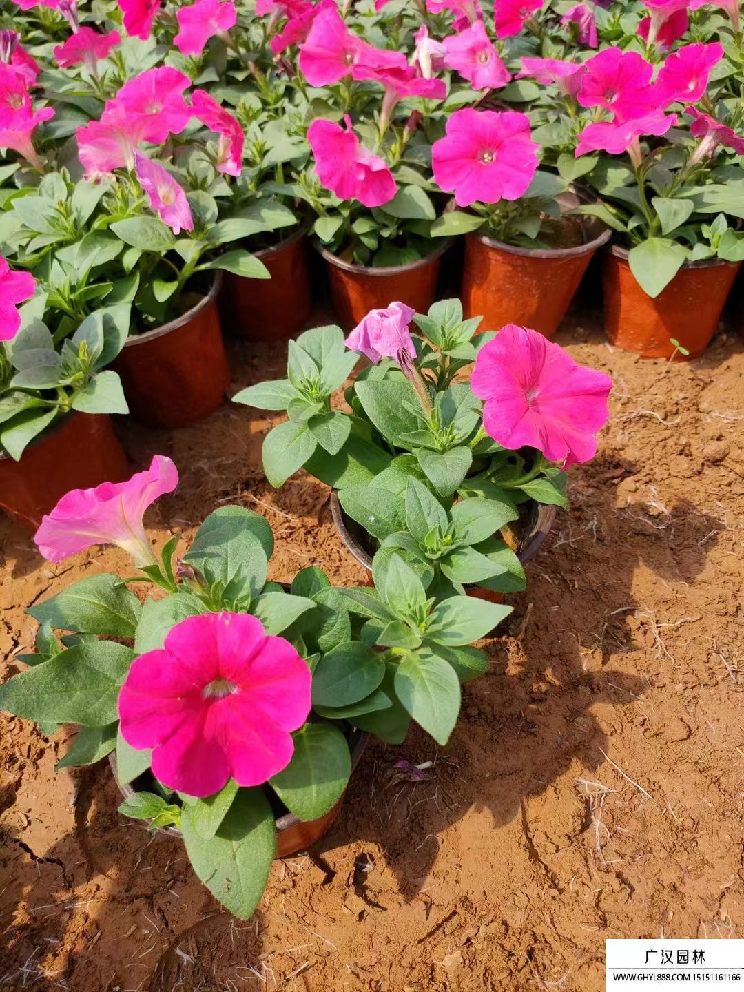 矮牽牛 (8).jpg 矮牽牛 (8).jpg