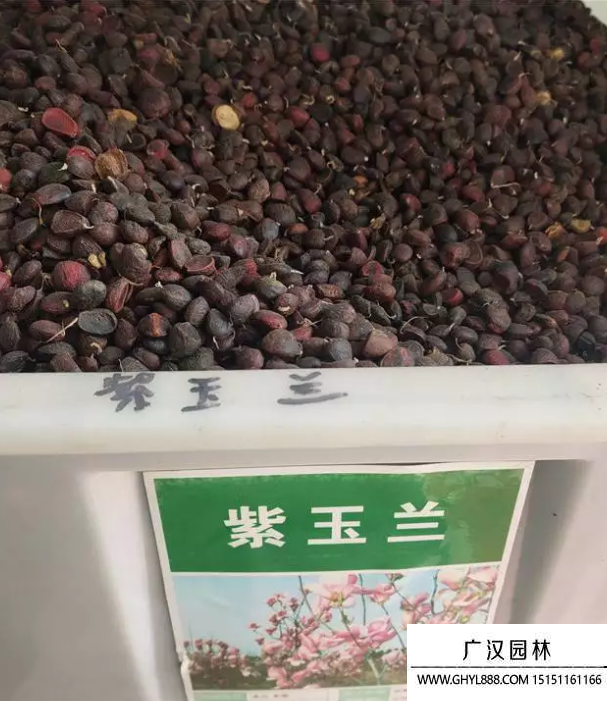 紫玉蘭種子 紫玉蘭種子
