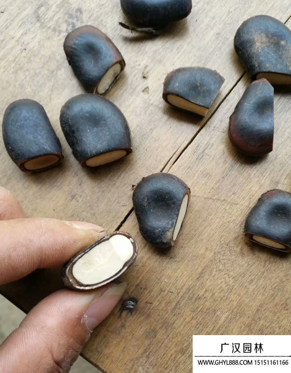 禾雀花種子 禾雀花種子