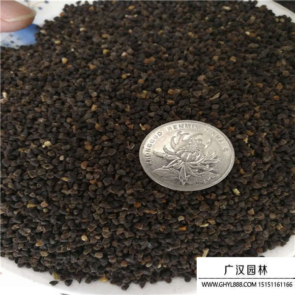 飛燕草種子 飛燕草種子