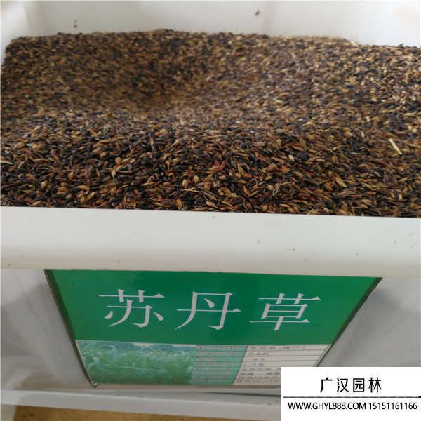 蘇丹草種子 蘇丹草種子