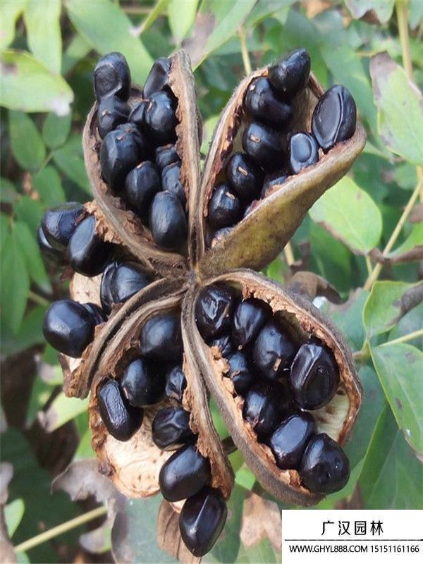 牡丹種子 牡丹種子