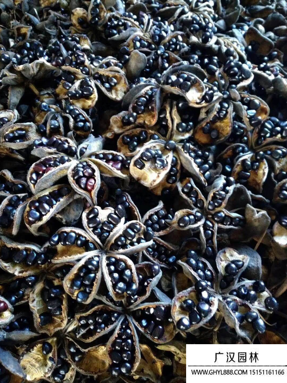 牡丹花種子 牡丹花種子