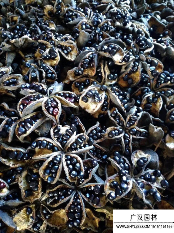 牡丹花種子 牡丹花種子