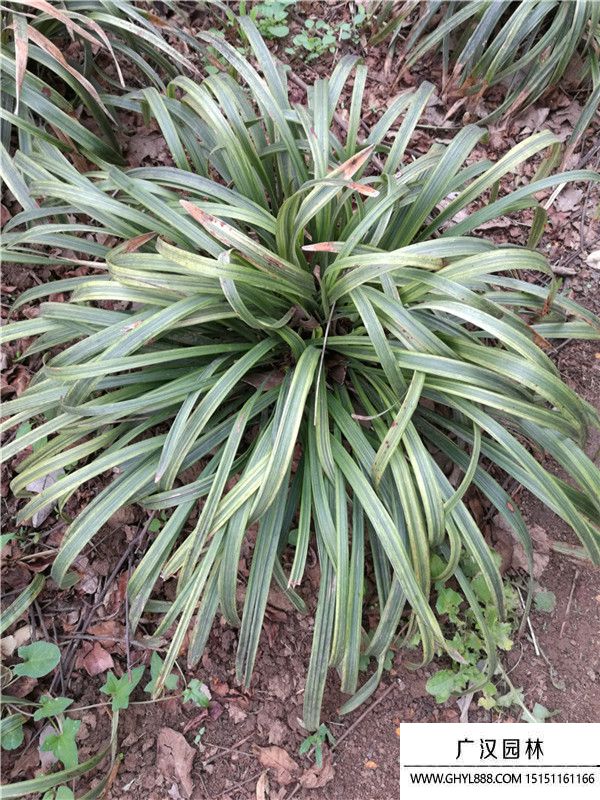 金邊萬年久 金邊萬年久