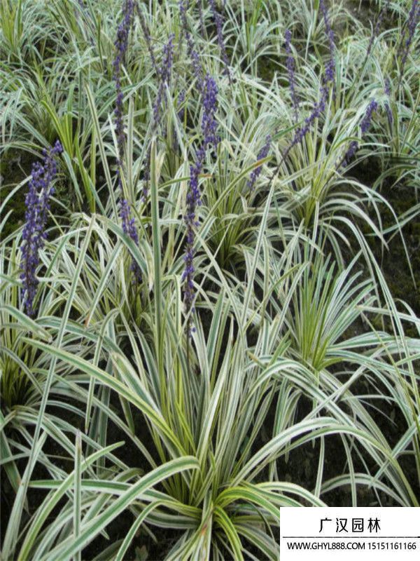 金邊萬年久 金邊萬年久